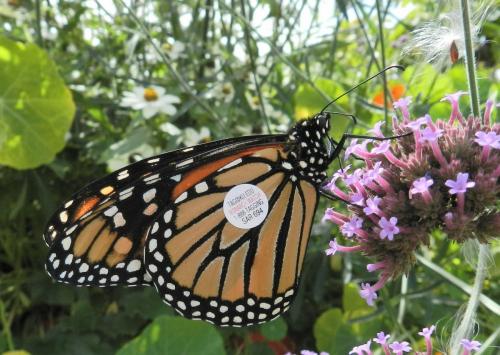 Danaus plexippus