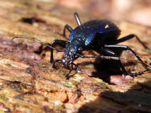 Réf. 158 969 : Carabus intricatus
