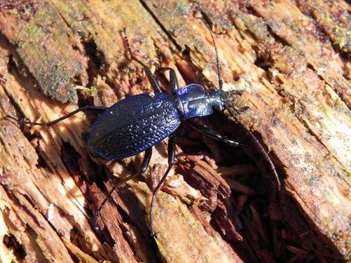 Réf. 158 970 : Carabus intricatus