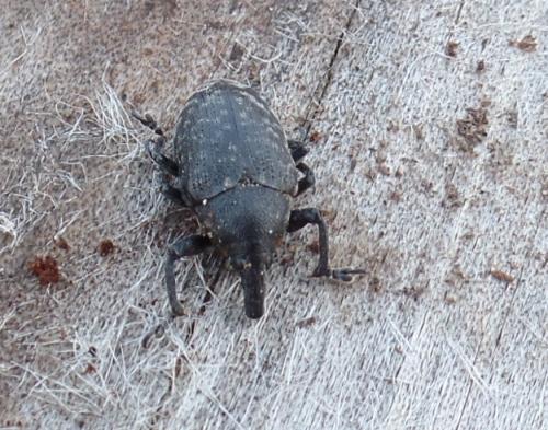 Larinus turbinatus
