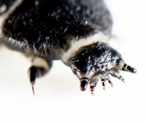 Réf. 158 035 : Lygistopterus sanguineus