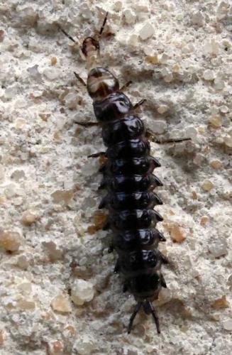 Licinus sp.