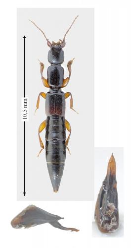 Réf. 158 597 : Lathrobium geminum