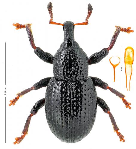 Leiosoma deflexum