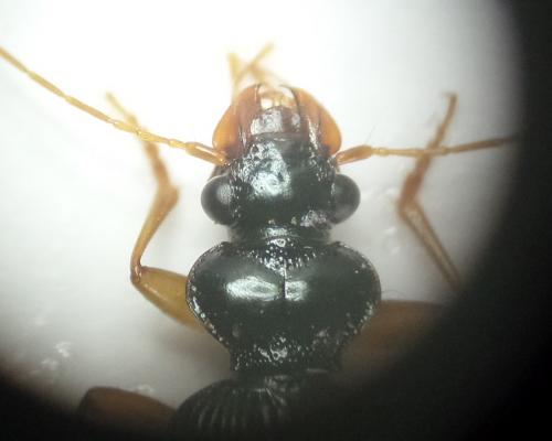 Leistus fulvibarbis