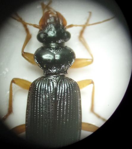 Leistus fulvibarbis