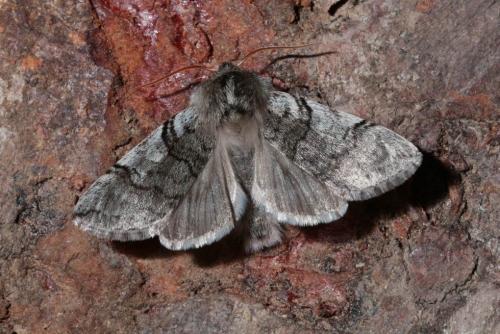 Réf. 158 419 : Achlya flavicornis