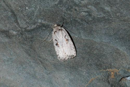 Réf. 158 905 : Agonopterix ocellana
