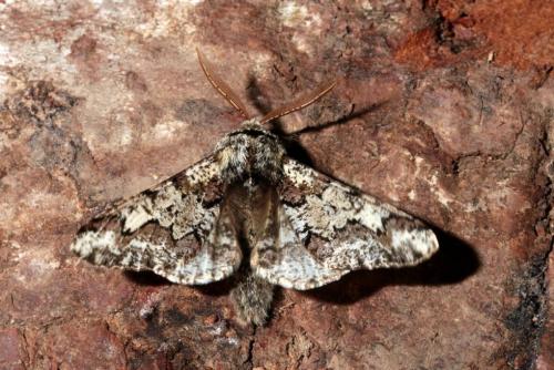 Réf. 158 229 : Biston strataria