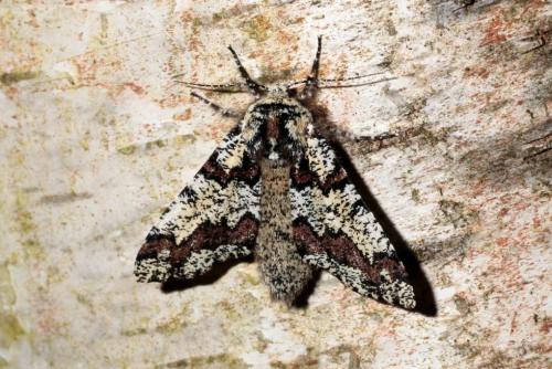 Réf. 158 230 : Biston strataria