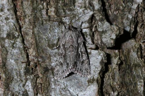 Xylocampa areola