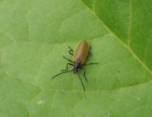 Lagria sp.
