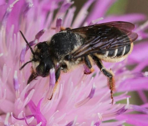 Lithurgus chrysurus