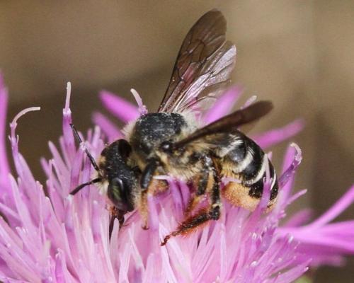 Lithurgus chrysurus