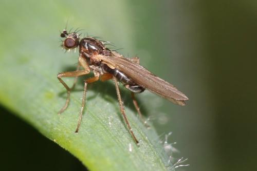 Réf. 158 067 : Lonchoptera lutea