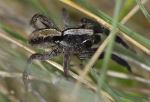 Alopecosa barbipes