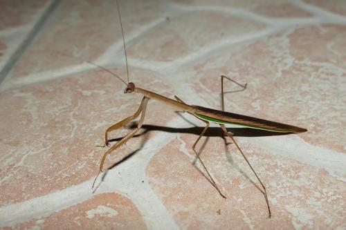 Tenodera costalis