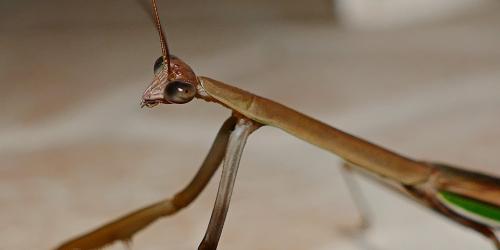 Tenodera costalis