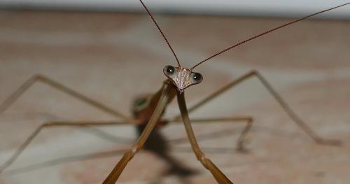 Tenodera costalis