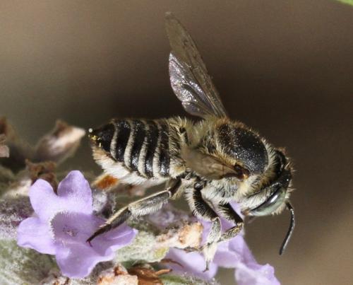 Megachile sp.