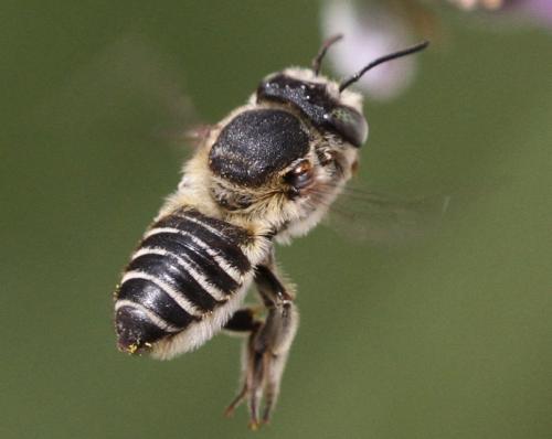 Megachile sp.