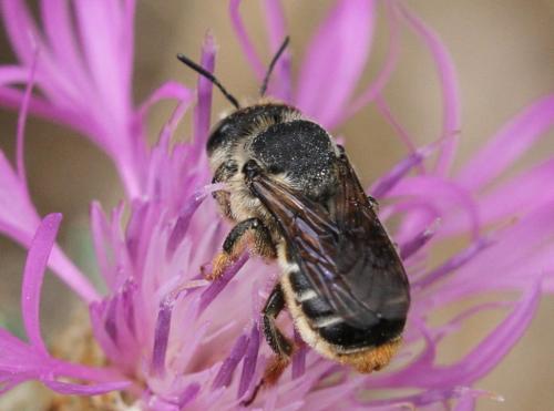 Lithurgus chrysurus
