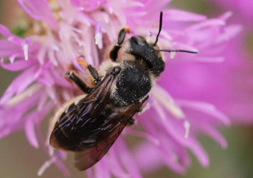 Lithurgus chrysurus