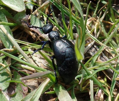Réf. 158 187 : Meloe proscarabaeus