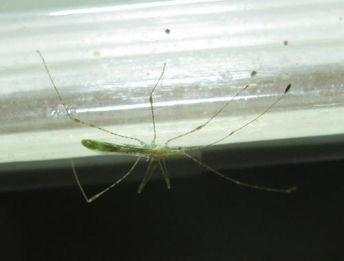 Metacanthus meridionalis