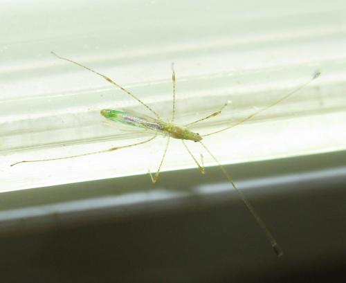 Metacanthus meridionalis
