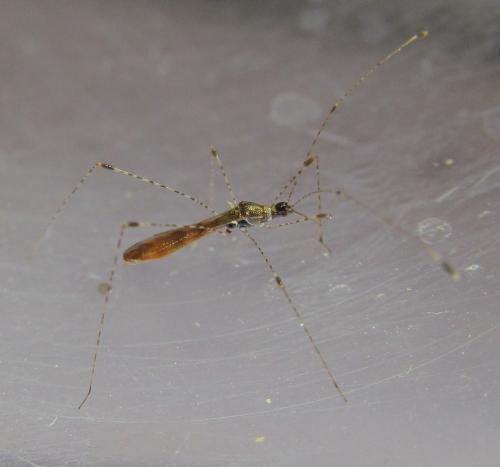 Metacanthus annulosus