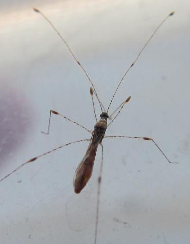 Metacanthus annulosus