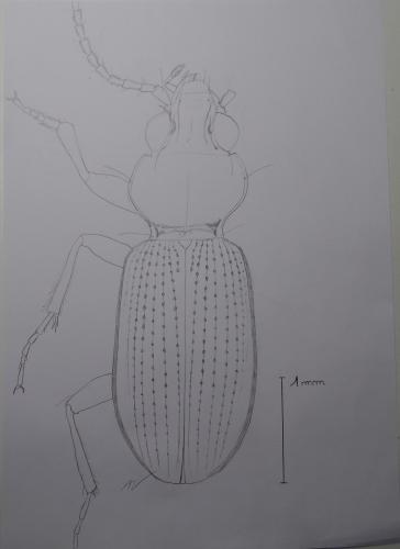 Bembidion sp.