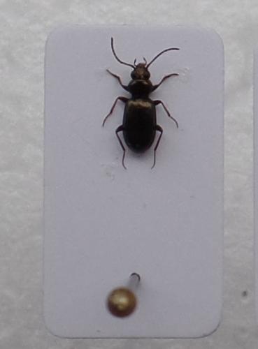 Réf. 158 539 : Bembidion sp.