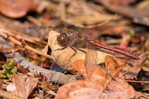 Sympetrum striolatum