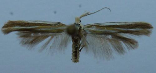 Coleophora sp.