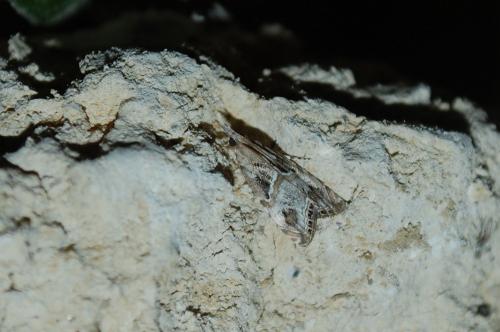 Euchromius cambridgei
