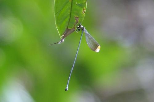 Mecistogaster sp.
