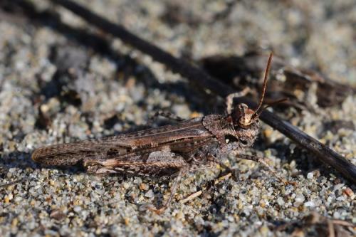 Réf. 158 346 : Acrotylus sp.