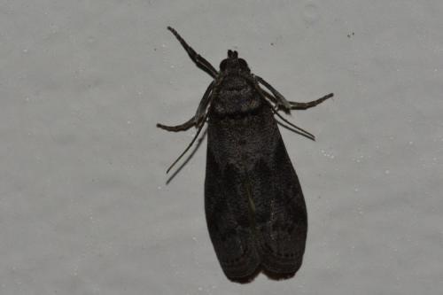Apomyelois ceratoniae