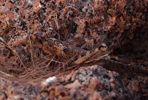 Réf. 158 381 : Anacridium moestum