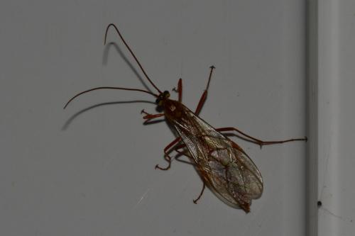 Ophion variegatus