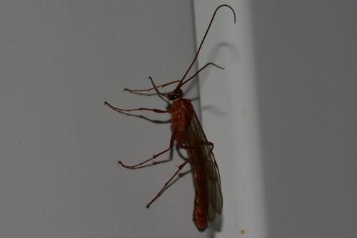 Ophion variegatus