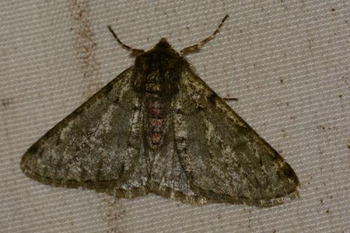 Réf. 158 775 : Phigalia pilosaria