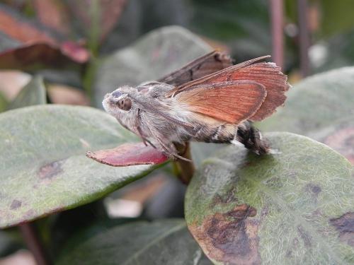 Macroglossum stellatarum