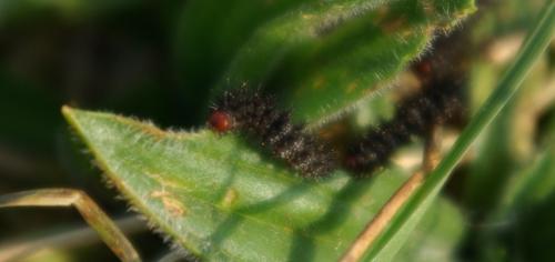 Melitaea cinxia