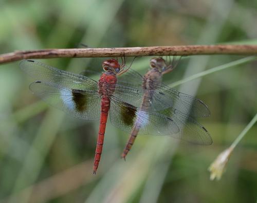Tholymis tillarga