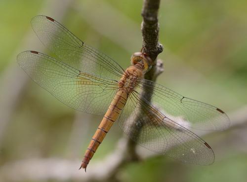 Tholymis tillarga