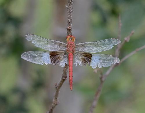 Tholymis tillarga