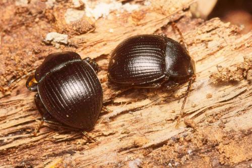 Accanthopus velikensis